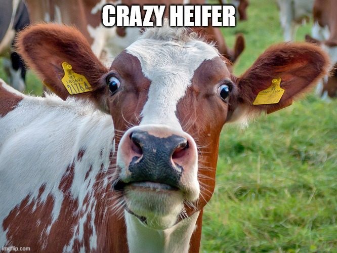 CRAZY HEIFER | CRAZY HEIFER | image tagged in funny memes | made w/ Imgflip meme maker