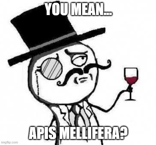 fancy meme | YOU MEAN... APIS MELLIFERA? | image tagged in fancy meme | made w/ Imgflip meme maker