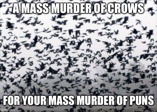 A MASS MURDER OF CROWS; FOR YOUR MASS MURDER OF PUNS | made w/ Imgflip meme maker