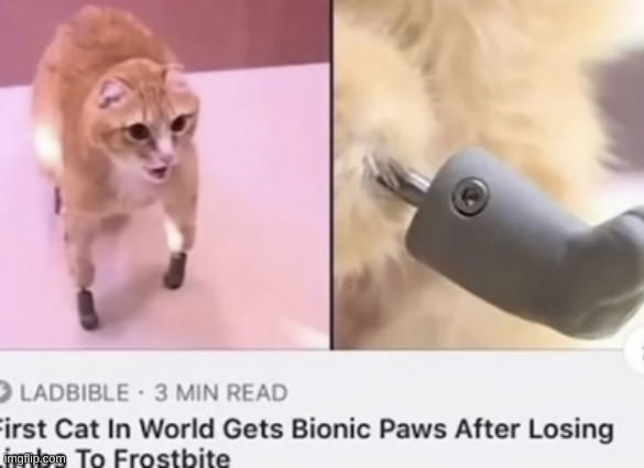 BIONIC CAT | made w/ Imgflip meme maker