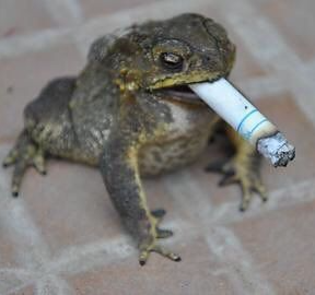 Timmy the cigar frog Blank Meme Template
