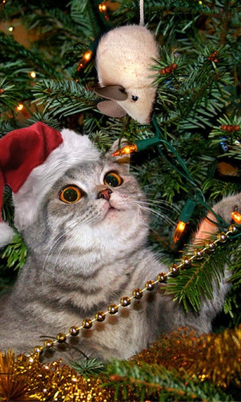 High Quality Christmas Cat stuck in a tree Blank Meme Template