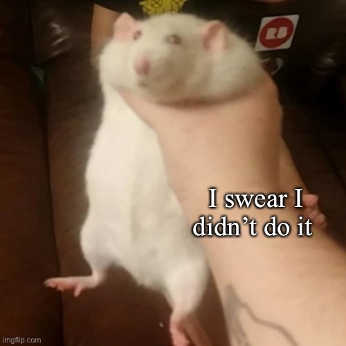 I swear I didn’t do it | image tagged in grabbing a fat rat | made w/ Imgflip meme maker