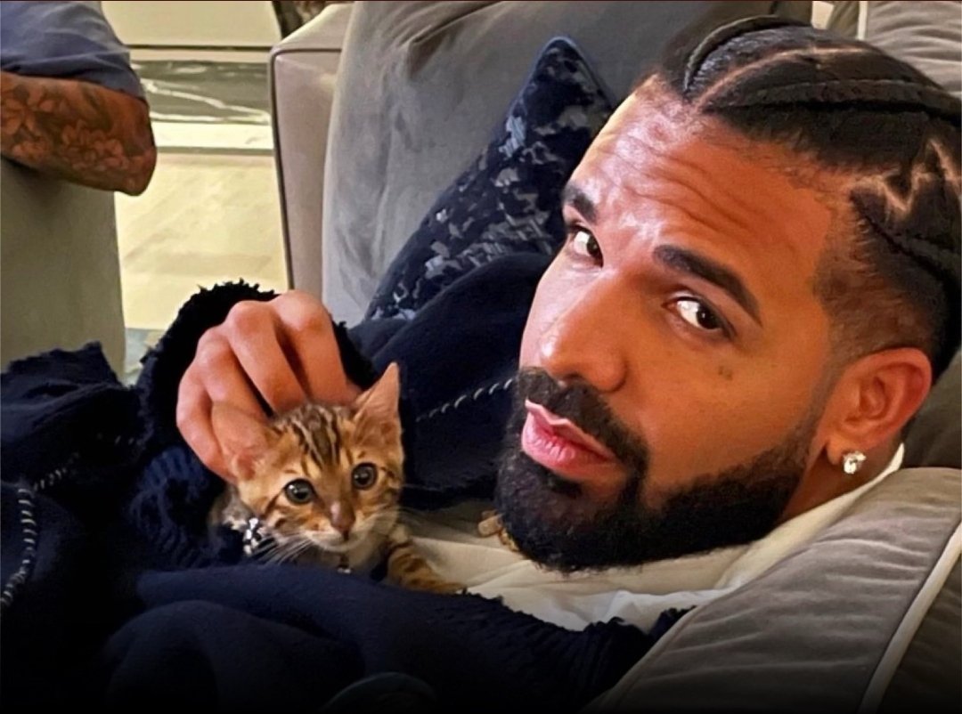 High Quality Drizzy kitten Blank Meme Template