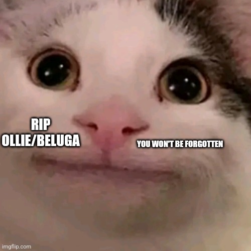 ?RIP? | YOU WON'T BE FORGOTTEN; RIP OLLIE/BELUGA | image tagged in beluga | made w/ Imgflip meme maker