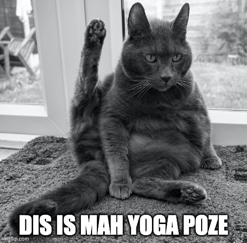 I can haz yoga | DIS IS MAH YOGA POZE | image tagged in funny cat memes | made w/ Imgflip meme maker