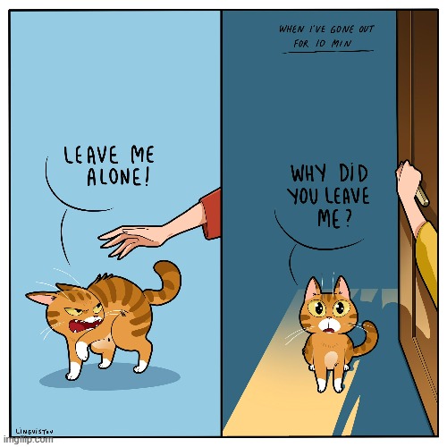 A Cat's Way Of Thinking | image tagged in memes,comics,cats,leave me alone,but why,why me | made w/ Imgflip meme maker