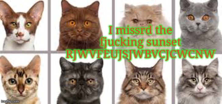 YourLocalKotek annoucment | I missed the fjucking sunset RJWVFEUJSJWBVCJCWCNW | image tagged in yourlocalkotek annoucment | made w/ Imgflip meme maker