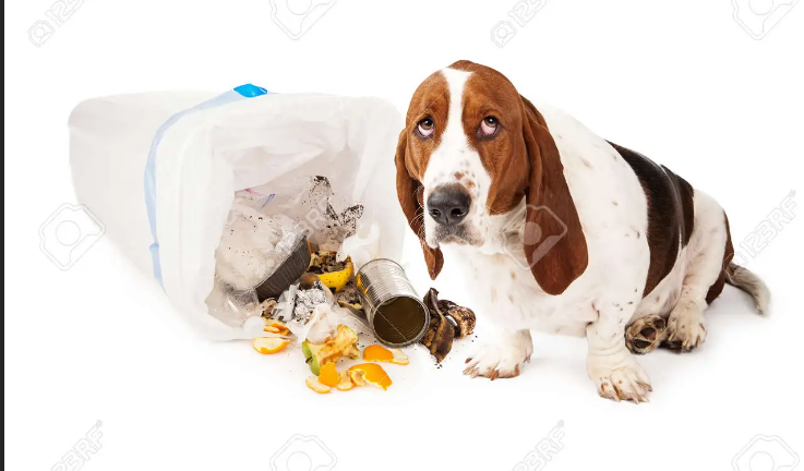 Dog with belly aches Blank Meme Template