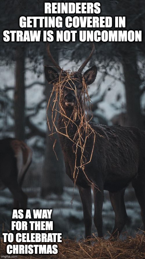 Reindeer in Straw | REINDEERS GETTING COVERED IN STRAW IS NOT UNCOMMON; AS A WAY FOR THEM TO CELEBRATE CHRISTMAS | image tagged in reindeer,memes | made w/ Imgflip meme maker