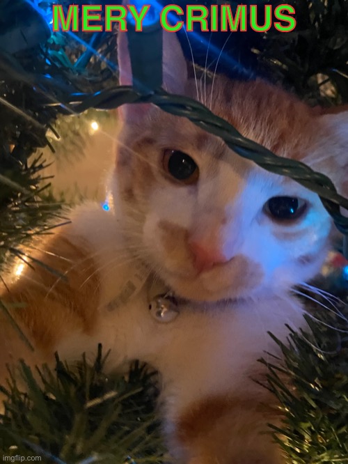 MERY CRIMUS | image tagged in christmas,cat,tree,yes | made w/ Imgflip meme maker