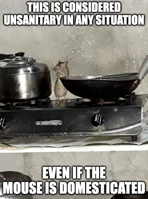 Mouse on a Stove | THIS IS CONSIDERED UNSANITARY IN ANY SITUATION; EVEN IF THE MOUSE IS DOMESTICATED | image tagged in mouse,stove,memes | made w/ Imgflip meme maker