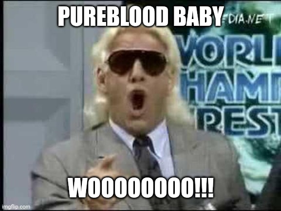 80s Perm Ric Flair | PUREBLOOD BABY WOOOOOOOO!!! | image tagged in 80s perm ric flair | made w/ Imgflip meme maker