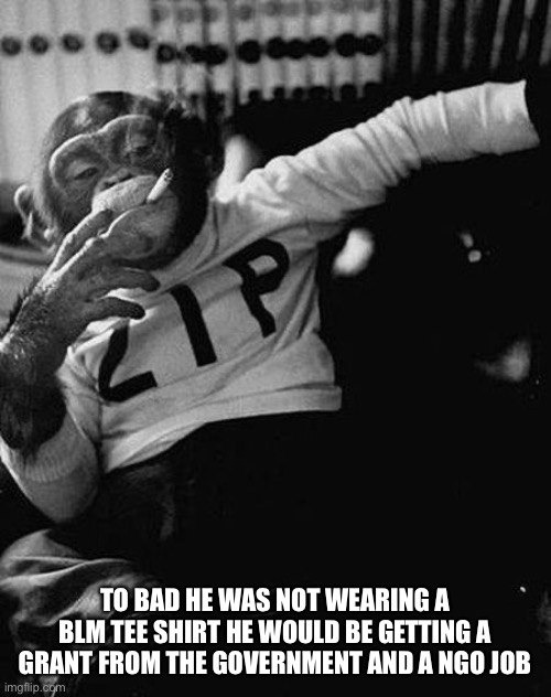 Zip the Smoking Chimp | TO BAD HE WAS NOT WEARING A BLM TEE SHIRT HE WOULD BE GETTING A GRANT FROM THE GOVERNMENT AND A NGO JOB | image tagged in zip the smoking chimp | made w/ Imgflip meme maker