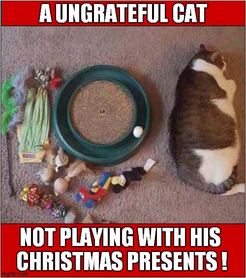 Typical .... | A UNGRATEFUL CAT; NOT PLAYING WITH HIS 
CHRISTMAS PRESENTS ! | image tagged in cats,christmas presents | made w/ Imgflip meme maker