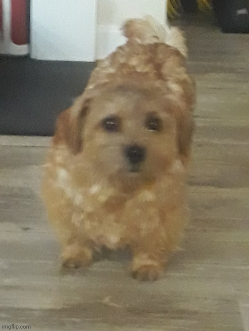 My grandparents dog | made w/ Imgflip meme maker
