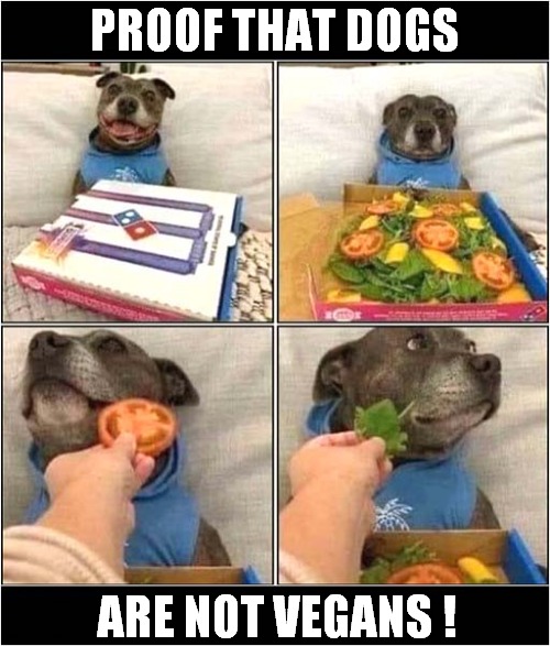 Dog Disappointed With Owner ! | PROOF THAT DOGS; ARE NOT VEGANS ! | image tagged in dogs,pizza,disappointment,vegan | made w/ Imgflip meme maker