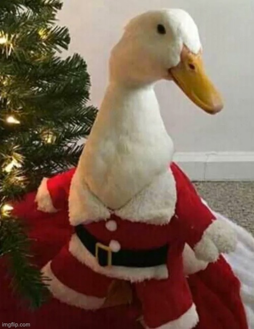 Merry Christmas! | image tagged in merry christmas,duck,ducks,cute,christmas,memes | made w/ Imgflip meme maker