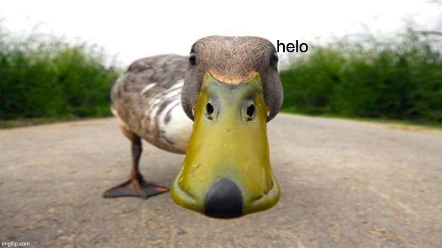 duck helo | helo | image tagged in duck,memes,ducks,helo,cute,funny | made w/ Imgflip meme maker