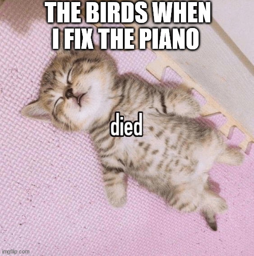 cat died | THE BIRDS WHEN I FIX THE PIANO | image tagged in cat died | made w/ Imgflip meme maker