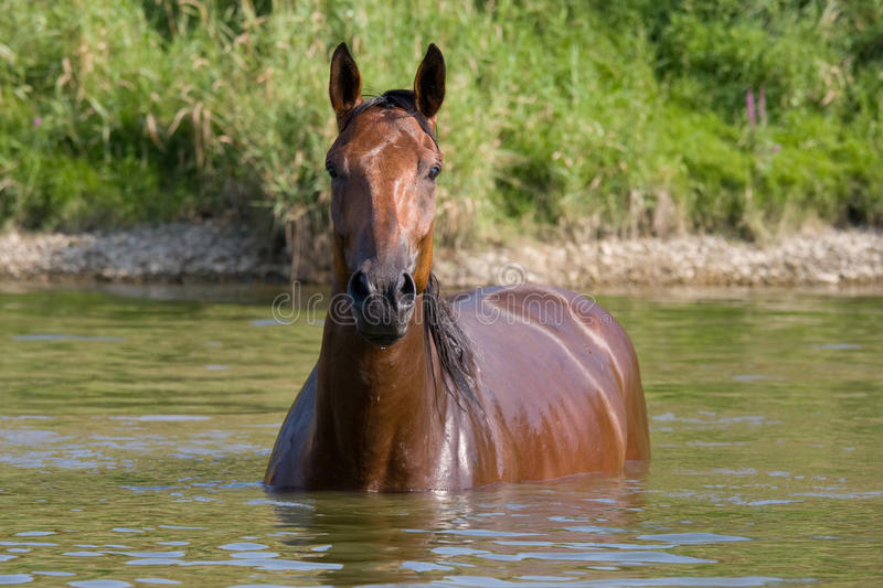 High Quality Horse in water Blank Meme Template