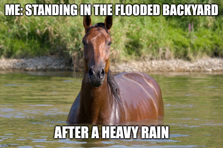 Just standing here | ME: STANDING IN THE FLOODED BACKYARD; AFTER A HEAVY RAIN | image tagged in horse in water | made w/ Imgflip meme maker