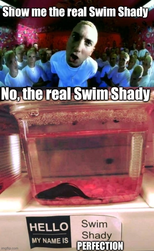 Swim Shady | Show me the real Swim Shady; No, the real Swim Shady; PERFECTION | image tagged in slim shady,swim,shady,bad pun | made w/ Imgflip meme maker