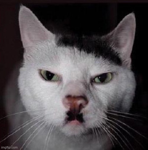 Kanye’s cat | made w/ Imgflip meme maker