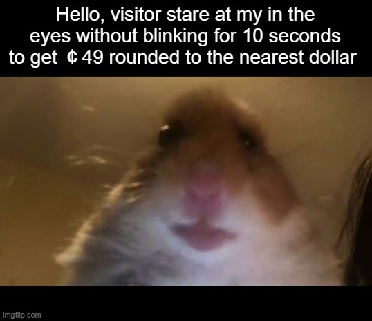 why are you reading this | Hello, visitor stare at my in the eyes without blinking for 10 seconds to get ￠49 rounded to the nearest dollar | image tagged in no tags,lol,why are you reading the tags | made w/ Imgflip meme maker