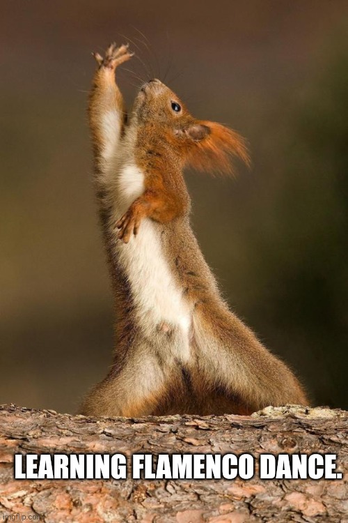 Dancing Squirrel | LEARNING FLAMENCO DANCE. | image tagged in dancing squirrel | made w/ Imgflip meme maker