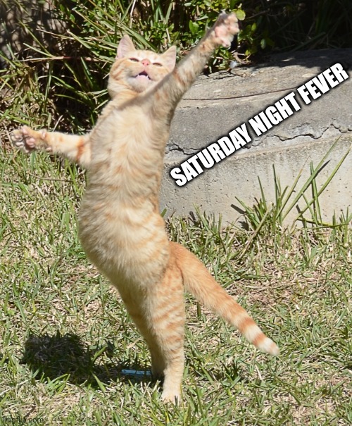 Dancing cat | SATURDAY NIGHT FEVER | image tagged in dancing cat | made w/ Imgflip meme maker