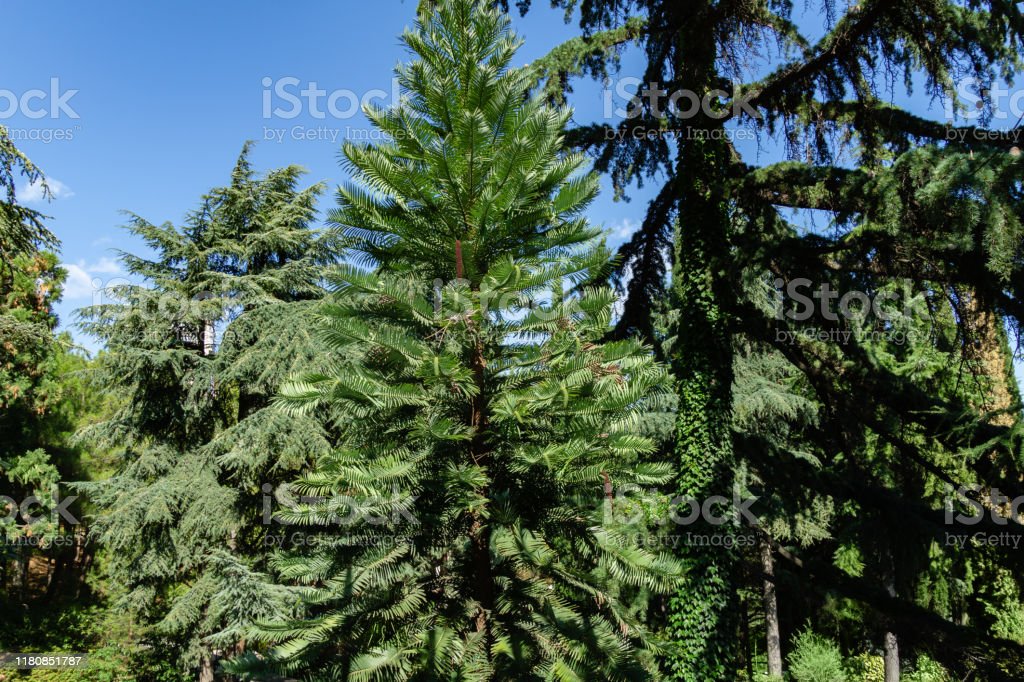 High Quality Wollemi pine, the 'dinosaur tree' Blank Meme Template