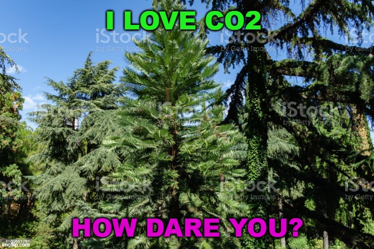 I Love CO2 | I LOVE CO2; HOW DARE YOU? | image tagged in wollemi pine the 'dinosaur tree' | made w/ Imgflip meme maker