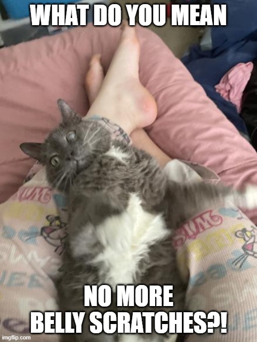Outraged grandkitty | WHAT DO YOU MEAN; NO MORE BELLY SCRATCHES?! | image tagged in cats | made w/ Imgflip meme maker