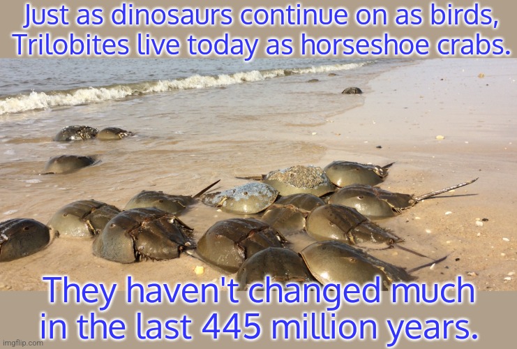 Their special blood makes them immune to infection! | Just as dinosaurs continue on as birds, Trilobites live today as horseshoe crabs. They haven't changed much in the last 445 million years. | image tagged in horseshoe crabs rlly do be vibin doe,animals,sea life,ancient,history | made w/ Imgflip meme maker