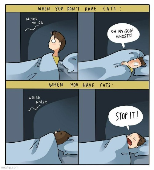 A Cat Guy's Way Of Thinking | image tagged in memes,comics,cat guy,cat,no,cats | made w/ Imgflip meme maker