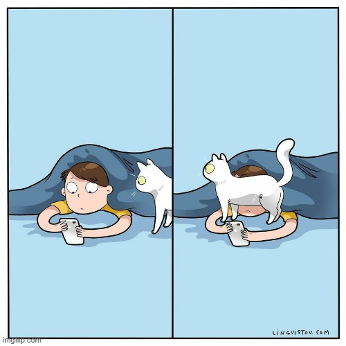 A Cat's Way Of Thinking | image tagged in memes,comics,cats,no this isn't how you're supposed to play the game,pay attention,me | made w/ Imgflip meme maker