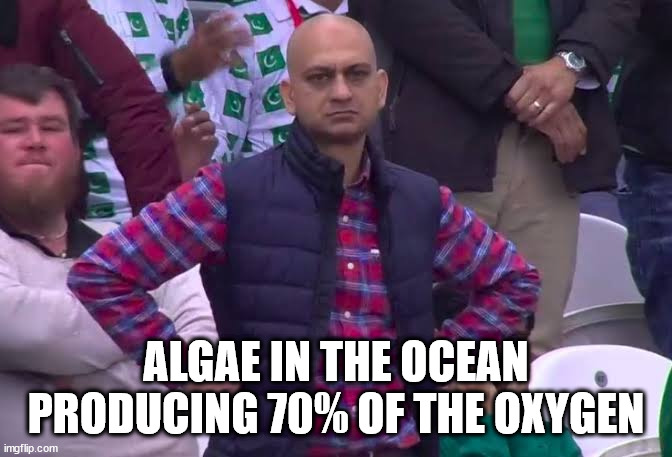 Disappointed Man | ALGAE IN THE OCEAN PRODUCING 70% OF THE OXYGEN | image tagged in disappointed man | made w/ Imgflip meme maker