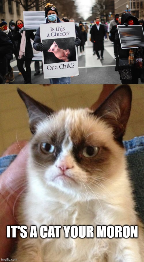 Not an Argument | IT'S A CAT YOUR MORON | image tagged in memes,grumpy cat | made w/ Imgflip meme maker