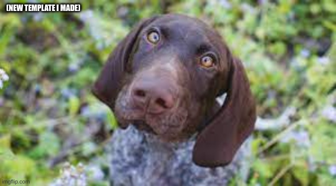Suprised german shorthaired pointer template | (NEW TEMPLATE I MADE) | image tagged in suprised german shorthaired pointer | made w/ Imgflip meme maker
