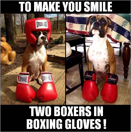 It's Boxing Day ! | TO MAKE YOU SMILE; TWO BOXERS IN BOXING GLOVES ! | image tagged in dogs,boxing,boxing day | made w/ Imgflip meme maker