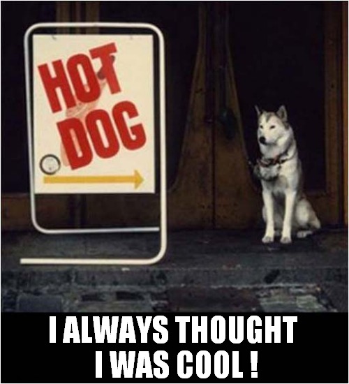 A Slightly Annoyed Husky | I ALWAYS THOUGHT 
I WAS COOL ! | image tagged in dogs,hot,cool | made w/ Imgflip meme maker