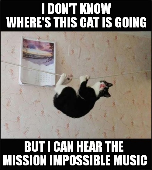 Caught In The Act ! | I DON'T KNOW WHERE'S THIS CAT IS GOING; BUT I CAN HEAR THE  MISSION IMPOSSIBLE MUSIC | image tagged in cats,caught in the act,mission impossible | made w/ Imgflip meme maker