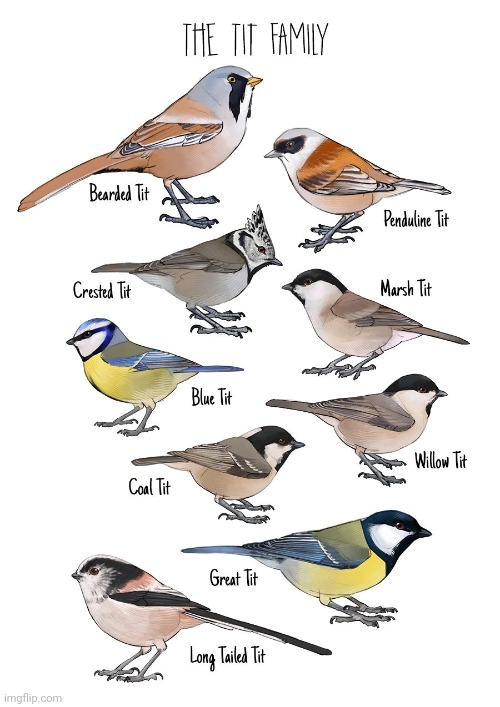 Birds | image tagged in birds,bird,family,tifflamemez,animals,animal | made w/ Imgflip meme maker