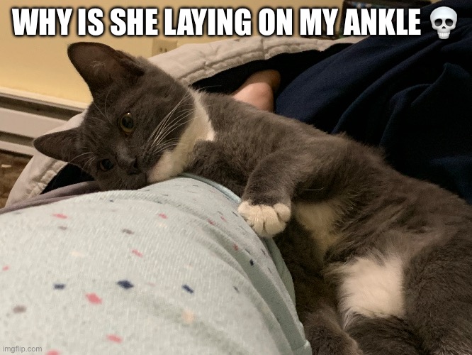 She is a strange kitten | WHY IS SHE LAYING ON MY ANKLE 💀 | made w/ Imgflip meme maker