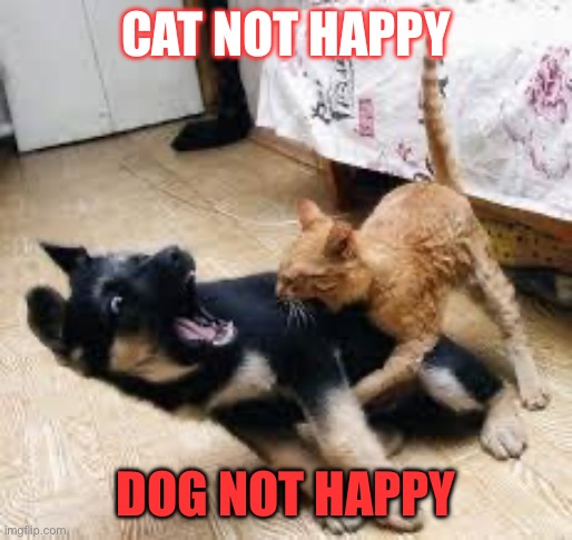 Cat dog happy | CAT NOT HAPPY; DOG NOT HAPPY | image tagged in cat dog fight | made w/ Imgflip meme maker