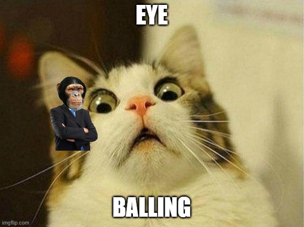 Feline Primate |  EYE; BALLING | image tagged in scared cat,business chimp,meme,of,life | made w/ Imgflip meme maker