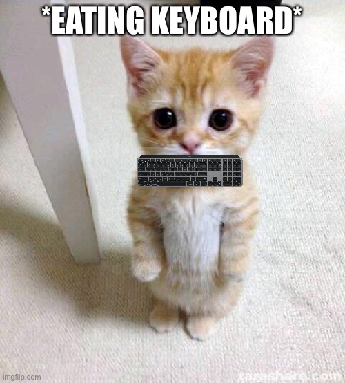 Cute Cat Meme | *EATING KEYBOARD* | image tagged in memes,cute cat,cats,keyboard | made w/ Imgflip meme maker