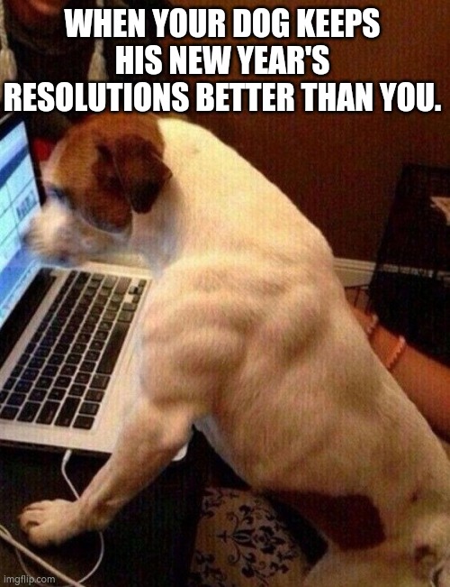 WHEN YOUR DOG KEEPS HIS NEW YEAR'S RESOLUTIONS BETTER THAN YOU. | image tagged in fun,dog,new year | made w/ Imgflip meme maker