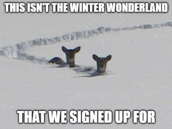 Deep Snow Deer Blank Meme Template